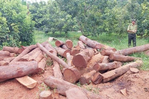 Phát hiện 4,7 m3 gỗ trong xưởng chế biến không phép ở xã biên giới Gia Lai