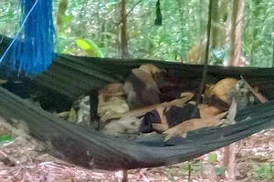 Phát hiện hai thi thể chết khô nằm võng trong rừng