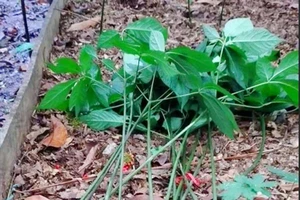  Trộm nhổ lấy 30 củ sâm ngọc linh trị giá 500 triệu đồng, rồi giở chiêu 'dựng hiện trường giả'