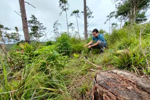 Xem xét trách nhiệm hình sự 6 dự án để mất rừng ở Kon Tum