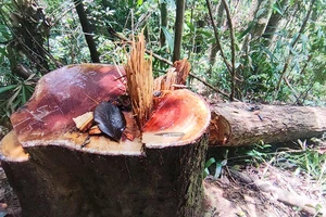 Bắt giữ 3 người phá rừng ở Kon Tum