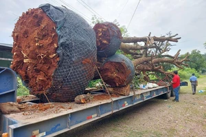 Chở 5 cây cổ thụ quá khổ, 1 cá nhân và HTX bị phạt 47 triệu đồng