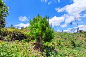 Không có rừng cung ứng dịch vụ vẫn nhận hơn 9,5 tỉ đồng