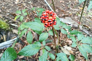 Diễn biến mới xung quanh việc ông Võ Kim Cự vận động thành lập hiệp hội sâm 