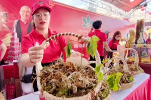 Biến sâm Ngọc Linh thành 'đòn bẩy' phát triển du lịch