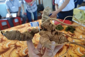 Sâm Ngọc Linh 'tranh tài' to đẹp tại hội chợ 
