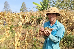 Kẻ gian phá hoại gần 500 gốc chanh dây ở Gia Lai