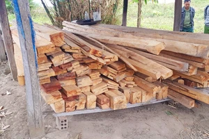 Vụ phá rừng ở Gia Lai: Thu hồi gỗ tang vật
