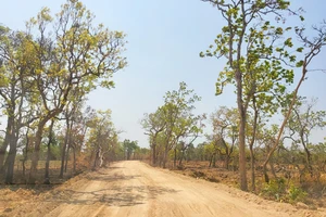 Gia Lai yêu cầu kiểm tra, xử lý việc tự mở đường trên đất rừng