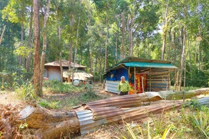 Kon Tum: 161 cây gỗ trắc quý hiếm chết khô nhưng không thể khai thác