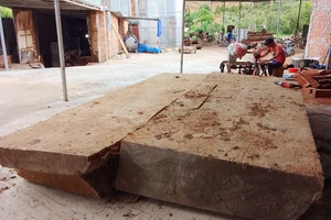 Vụ vớt gỗ lạ ở Kon Tum: Xác lập quyền sở hữu sau gần 1 năm xử phạt