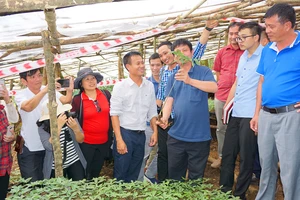 Kon Tum: Cấp chứng nhận chỉ dẫn địa lý cho 10.000 cây sâm 