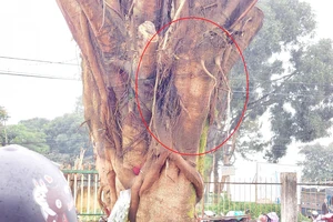 Cây si có hình mặt người ở Gia Lai đã di dời về nhà thờ