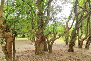 Độc lạ khu rừng lùn "bonsai" mãi không lớn