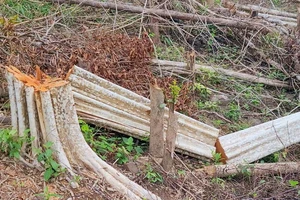 Khởi tố bị can, bắt giam 1 kẻ phá rừng ở Gia Lai