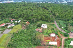 Ban Quản lý rừng yêu cầu Cục thi hành án tỉnh Gia Lai thu hồi đất rừng lấn chiếm 