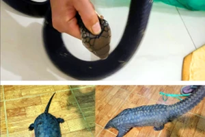 Gia Lai: Khởi tố, bắt giam 1 phụ nữ mua bán rắn hổ chúa