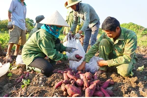 Gia Lai: Chỉ đạo làm rõ động cơ thư mời 'giải cứu' khoai lang