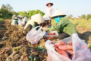 Gia Lai: Thư mời "giải cứu" khoai lang do trưởng thôn nhờ ký để em gái buôn khoai lang