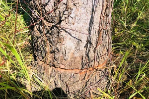 Cục Kiểm lâm kiểm tra các vụ phá rừng, khoan gốc, đổ hóa chất vào cây ở Gia Lai