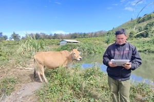 Kon Tum yêu cầu kiểm điểm sai sót trong vụ cấp bò thành bê