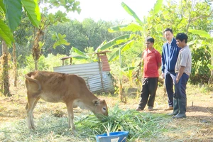 Vụ cấp bò thành bê cho dân: Chủ tịch xã ở Kon Tum bị kỷ luật