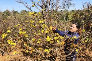 Hiếm lạ làng mai rừng trong phố của người Jrai