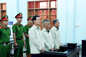 1 công ty thuê đất trồng rừng, 3 người bị tội hủy hoại rừng