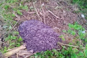 Bị công an lập biên bản vì dùng máy kích điện bắt giun đất