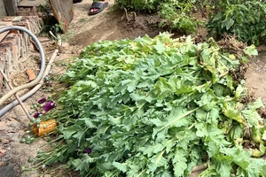 Một hộ dân trồng gần 500 cây thuốc phiện sau nhà