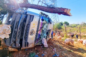 Khoảng 200 con heo chạy ra đường sau tai nạn lật xe tải