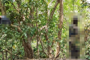 Phát hiện thi thể người đàn ông treo cổ trên rừng thông