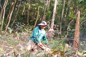 Khởi tố vụ án hình sự 'thuê người phá rừng' ở Kon Tum