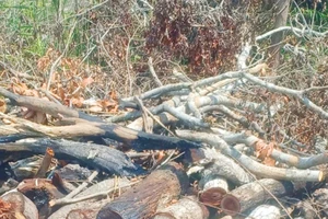 1 người bị phạt hơn 160 triệu đồng và phải trồng lại hơn 4.400 m2 rừng đã phá