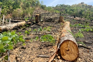 Vụ rừng bị phá, đốt nhưng báo cáo 'dọn thực bì': Khởi tố, bắt giam 5 bị can