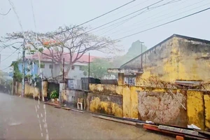 Gia Lai xuất hiện cơn 'mưa vàng', giúp giải hạn cây trồng