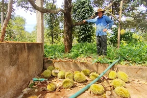 Xót xa nhìn sầu riêng rụng đầy gốc, có gia đình mất nửa tỉ đồng 