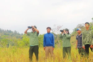 Giữ rừng: Áp lực cao nhưng đãi ngộ thấp