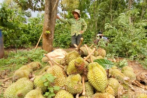 Sầu riêng rụng đầy vườn do mưa lớn kèm gió lốc ở Gia Lai