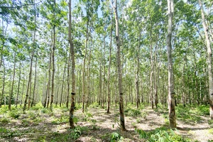 Lạ lùng 359 ha cao su vô chủ, không đơn vị nào dám nhận