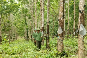 Vẫn chưa xác định ai đang khai thác 359 ha cao su vô chủ