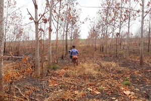 Chuyển đổi 50.000 ha rừng nghèo sang trồng cao su: Không hiệu quả!