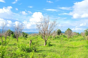 Gia Lai: Chưa thể thu hồi hơn 93 ha đất bị bỏ hoang để cấp cho hơn 200 hộ dân sản xuất