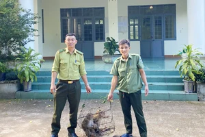 Khỉ đuôi lợn quý hiếm dân bắt được nhưng không dám giữ nuôi