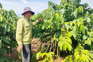 Lo trộm viếng, nông dân thuê người canh các vườn cà phê