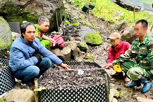 Đi bẫy chuột rồi trộm 350 cây sâm Ngọc Linh mang về rẫy mình trồng