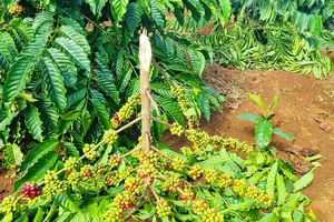 Kẻ xấu chặt vườn cà phê đang vào kỳ thu hoạch
