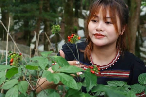 Cần có chiến lược bảo vệ, phát triển thương hiệu sâm Ngọc Linh