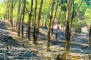 700 cây cao su bị cháy nghi do phá hoại