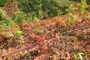 Lại có thêm vụ phá hoại vườn cây của dân ở Gia Lai